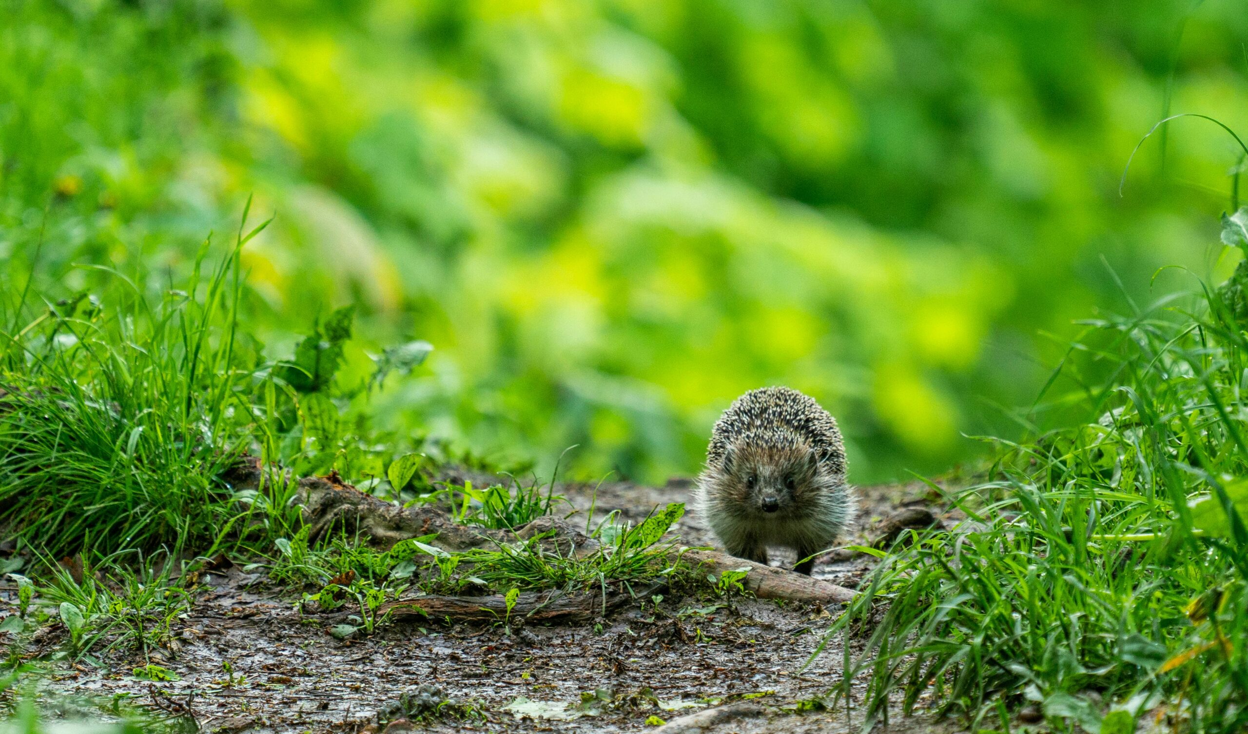 Close-up of a hedgehog exploring a lush woodland path in summer.